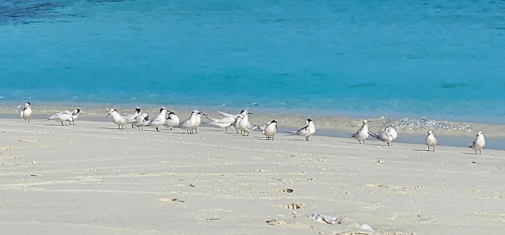 Turtle Maldives - Your Gateway To The Beach & Marine Adventures Await! Omadhoo Exterior foto