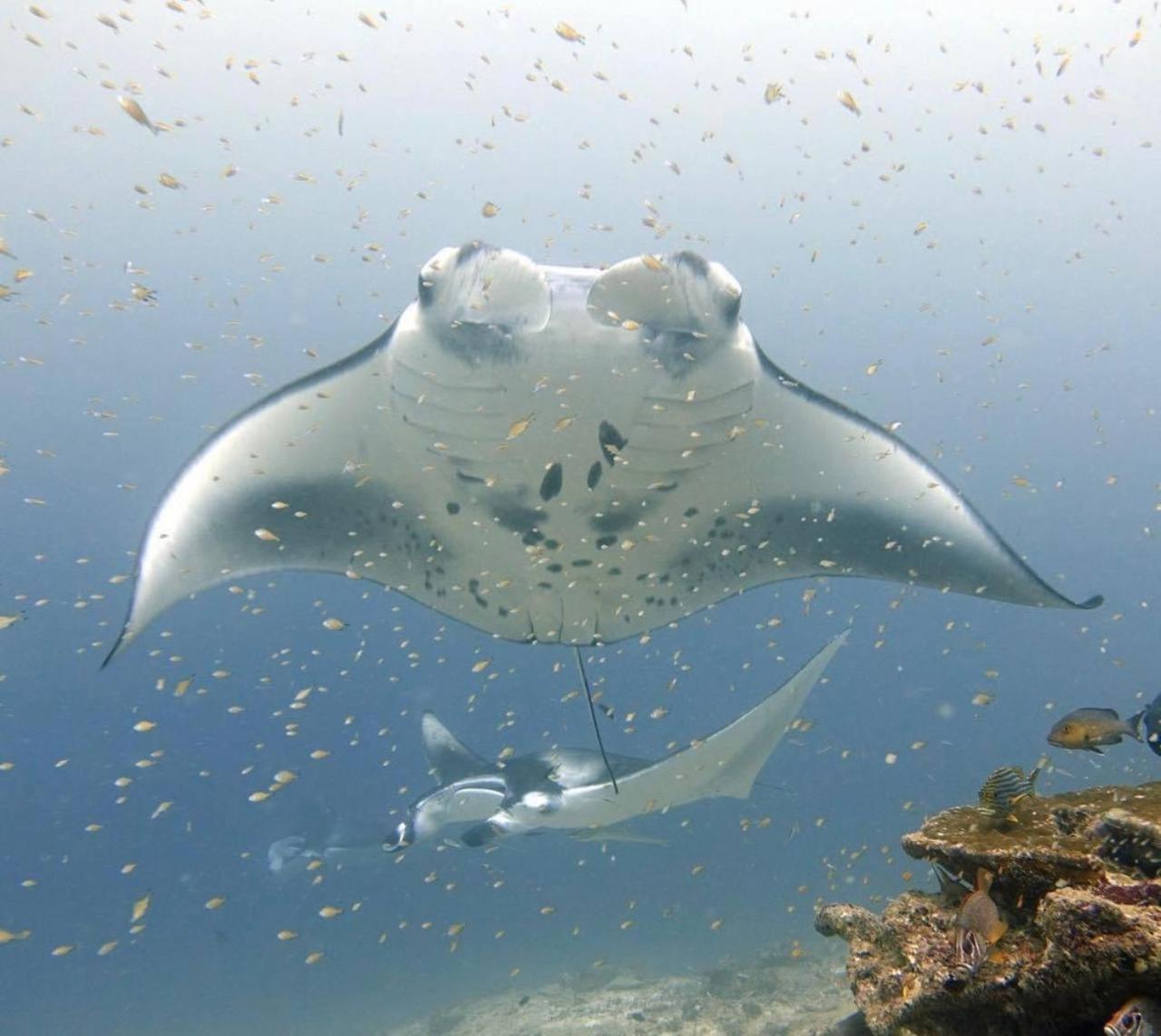 Turtle Maldives - Your Gateway To The Beach & Marine Adventures Await! Omadhoo Exterior foto